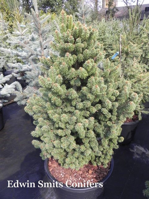 Picea abies 'Emsland'